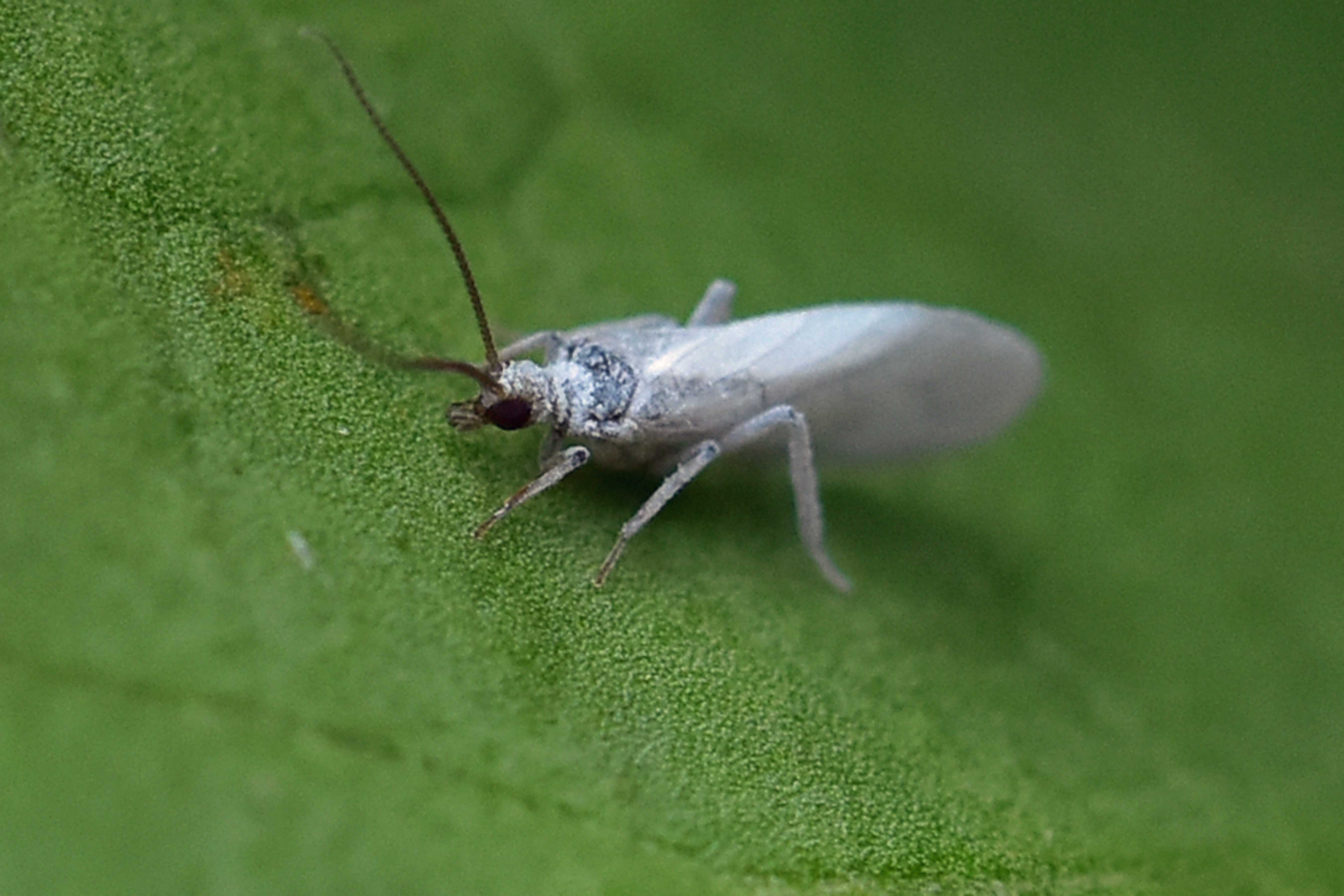 A White Caddisfly? NatureSpot